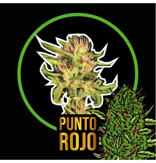 Punto Rojo Auto - Delirium Seeds