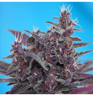 Black cream auto Red Family - Sweets Seeds