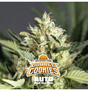 Double Cookies Star Player Auto x2 -  BSF Seeds