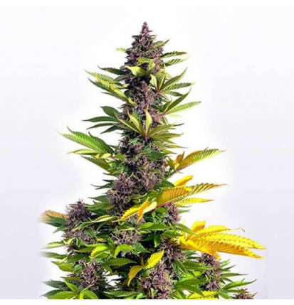 Purple kush X3 Feminizada - Buddha Seeds
