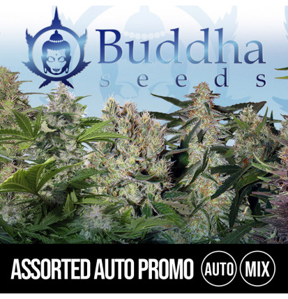 Assorted Mix Buddha Seeds Autofloreciente X10