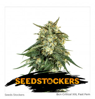 BCN Critical Feminizada X3 - Seed Stockers