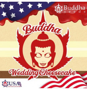 Buddha Feminizada Wedding Cheesecake x3 - Buddha Seeds