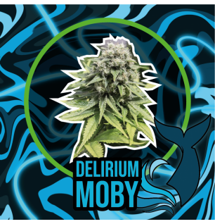 Auto Delirium Moby x1 - Delirium Seeds