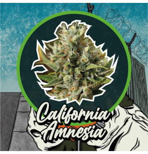 Fem California Amnesia Delirium Seeds