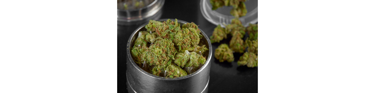 Moledores de weed para cannabis marihuana