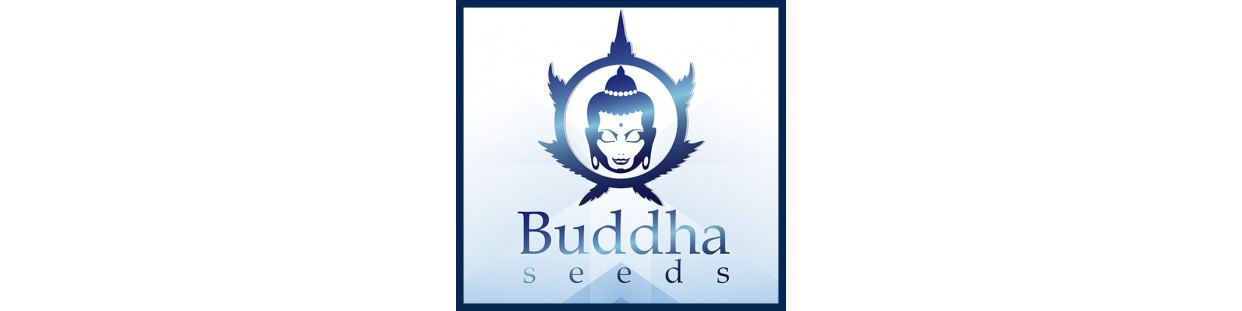 Semillas marihuana Buddha Seeds