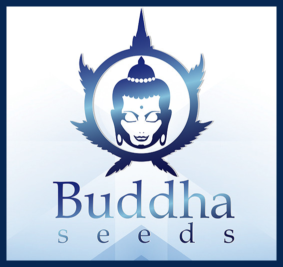 Semillas Buddha Seeds